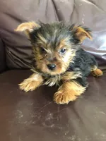Dakota, a male Yorkshire Terrier for sale in Augusta, WV – 1 of 9