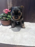 Dakota, a male Yorkshire Terrier for sale in Augusta, WV – Photo 6 of 6