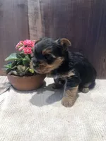 Dakota, a male Yorkshire Terrier for sale in Augusta, WV – Photo 2 of 6