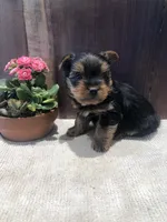 Dakota, a male Yorkshire Terrier for sale in Augusta, WV – Photo 5 of 6