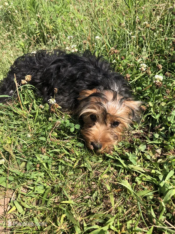 Sierra – Yorkshire Terrier puppy for sale in Augusta, WV