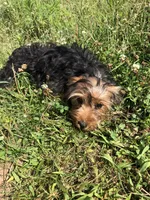 Sierra, a female Yorkshire Terrier for sale in Augusta, WV – 1 of 10