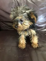 Sage, a female Yorkshire Terrier for sale in Augusta, WV – 3 of 9
