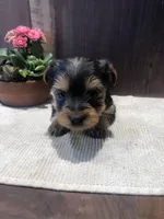 Sage, a female Yorkshire Terrier for sale in Augusta, WV – Photo 2 of 6