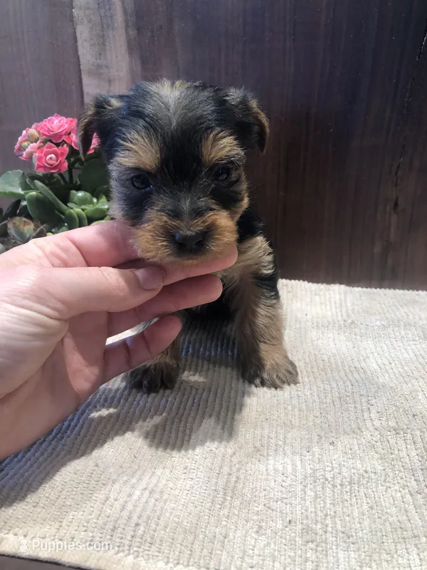 Sage – Yorkshire Terrier puppy for sale in Augusta, WV
