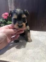 Sage, a female Yorkshire Terrier for sale in Augusta, WV – Photo 1 of 6
