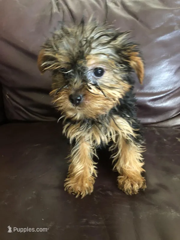Sage – Yorkshire Terrier puppy for sale in Augusta, WV