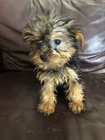 Sage, a female Yorkshire Terrier for sale in Augusta, WV – 1 of 9
