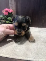 Sage, a female Yorkshire Terrier for sale in Augusta, WV – Photo 5 of 6