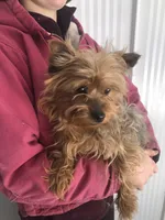 Sage, a female Yorkshire Terrier for sale in Augusta, WV – 9 of 9