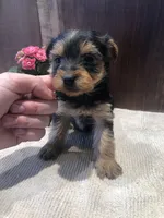 Sage, a female Yorkshire Terrier for sale in Augusta, WV – Photo 6 of 6