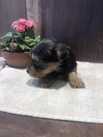 Sage, a female Yorkshire Terrier for sale in Augusta, WV – Photo 4 of 6