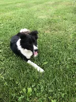 Patty, a female Border Collie for sale in Augusta, WV – 2 of 5