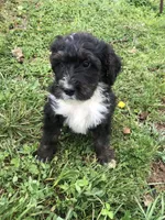 Ranger, a male Bernedoodle for sale in Augusta, WV – 1 of 9