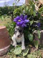 Frosty, a female Goldendoodle for sale in Augusta, WV – 4 of 7