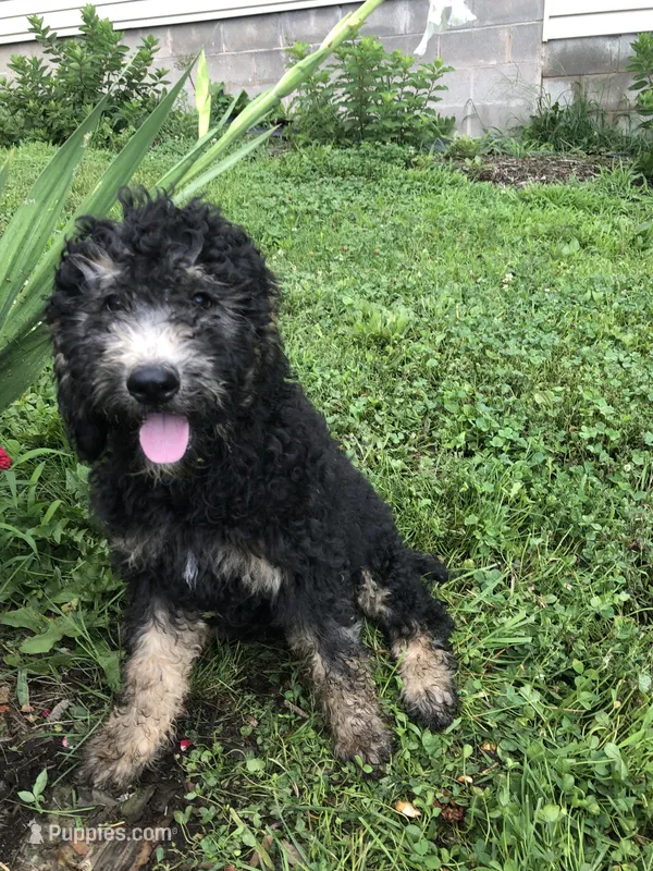 Midnight – Goldendoodle puppy for sale in Augusta, WV