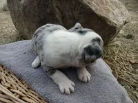 Ben, a male Frenchton for sale in Augusta, WV – Photo 2 of 6