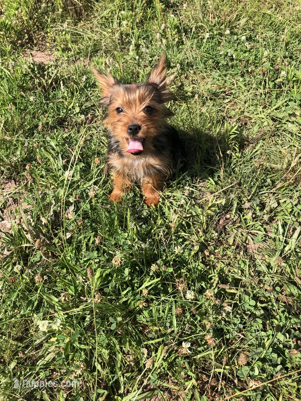 Dakota – Yorkshire Terrier puppy for sale in Augusta, WV