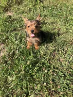 Dakota, a male Yorkshire Terrier for sale in Augusta, WV – 1 of 8