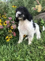 Oreo, a female Goldendoodle for sale in Augusta, WV – 1 of 10
