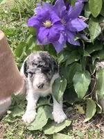 Frosty, a female Goldendoodle for sale in Augusta, WV – 6 of 7