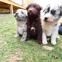 Chocolate Male, a male Australian Shepherd for sale in Augusta, WV – Photo 6 of 6