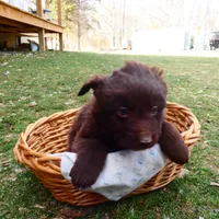 Chocolate Male, a male Australian Shepherd for sale in Augusta, WV – Photo 4 of 6