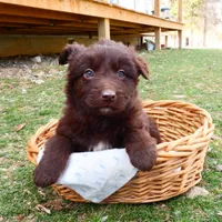 Chocolate Male, a male Australian Shepherd for sale in Augusta, WV – Photo 1 of 6