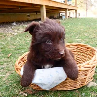 Chocolate Male, a male Australian Shepherd for sale in Augusta, WV – Photo 2 of 6