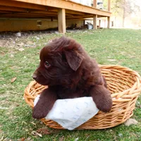 Chocolate Male, a male Australian Shepherd for sale in Augusta, WV – Photo 5 of 6