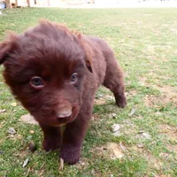 Chocolate Male, a male Australian Shepherd for sale in Augusta, WV – Photo 3 of 6