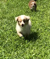 Akira, a male Toy Australian Shepherd for sale in Augusta, WV – 6 of 7