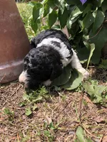 Roper, a male Goldendoodle for sale in Augusta, WV – 5 of 6