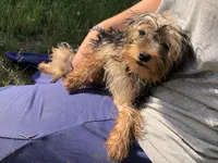 Flint, a male Yorkshire Terrier for sale in Augusta, WV – 1 of 10