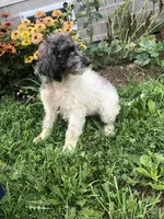 Princess, a female Goldendoodle for sale in Augusta, WV – 2 of 6