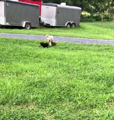 Akira, a male Toy Australian Shepherd for sale in Augusta, WV – 7 of 7