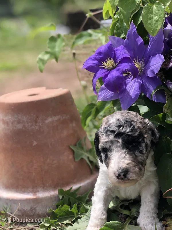 Frosty – Goldendoodle puppy for sale in Augusta, WV