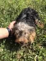 Flint, a male Yorkshire Terrier for sale in Augusta, WV – 2 of 10