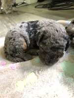 Buckeye, a male Goldendoodle for sale in Augusta, WV – 1 of 5