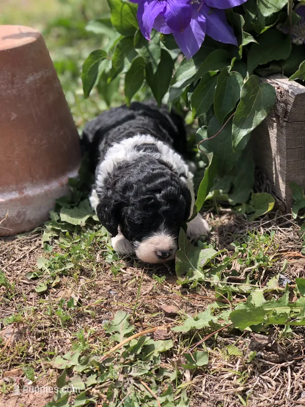 Roper – Goldendoodle puppy for sale in Augusta, WV