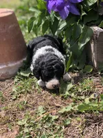 Roper, a male Goldendoodle for sale in Augusta, WV – 1 of 6
