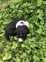 Roper, a male Goldendoodle for sale in Augusta, WV – 4 of 6