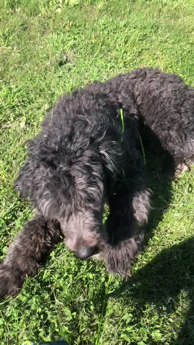 Stetson, a male Bernedoodle for sale in Augusta, WV – 8 of 8