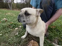 Brownie, a male French Bulldog for sale in Augusta, WV – Photo 9 of 9