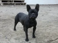 Brownie, a male French Bulldog for sale in Augusta, WV – Photo 8 of 9