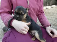 Brownie, a male French Bulldog for sale in Augusta, WV – Photo 3 of 9