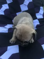 Brownie, a male French Bulldog for sale in Augusta, WV – Photo 7 of 9