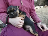 Brownie, a male French Bulldog for sale in Augusta, WV – Photo 4 of 9