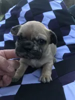 Brownie, a male French Bulldog for sale in Augusta, WV – Photo 5 of 9