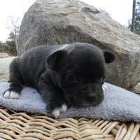 Cowboy, a male Frenchton for sale in Augusta, WV – Photo 5 of 9